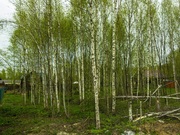 Земельный участок в лесу, 10 соток, Киевское ш, 55 км, Лесная радуга, 2300000 руб.