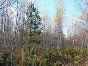 Участок 14 сот на лесной поляне, Таширово, ул. Лесная, 1330000 руб.