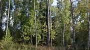 Участок 20 соток в окружении вековых сосен, елей и берез, 5200000 руб.