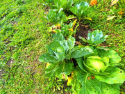 Дача в СНТ Михтим, 2499000 руб.