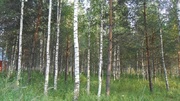 Продаётся земельный участок 8 соток с лесными деревьями, 450000 руб.