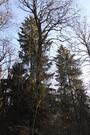 Лесной участок 15 сот в Стародачном посёлке на Рублевке по низкой цене, 23941125 руб.