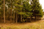 Земельный участок в лесу, 15 соток, 1,25 млн. рублей, Дмитровка, 1150000 руб.