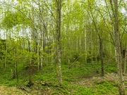 Земельный участок в лесу, 10 соток, Киевское ш, 55 км, Лесная радуга, 2300000 руб.