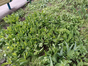 Москва, 1-но комнатная квартира, Волгоградский пр-кт. д.71к2, 10850000 руб.