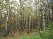Участок 40 соток крайний к лесу Рассказовка, Солнцево, Новопеределкино, 21000000 руб.