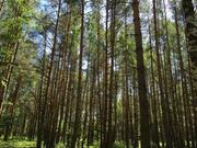 Лесной участок 35 соток д. Копнино ИЖС, 3950000 руб.