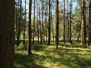 Лесной участок 12 соток ИЖС, 1746000 руб.