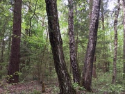 Лесной массив 27 Га с вековыми елями, соснами и березами в деревне, 5000000 руб.