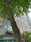 Люберцы, 3-х комнатная квартира, Пионерская ул. д.14, 7500000 руб.