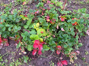 Участок на улице Механизаторов, 1000000 руб.