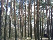 Дачный участок в сосновом лесу, 450000 руб.