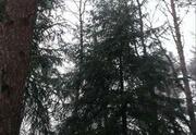12 соток с Лесными Деревьями., 1650000 руб.