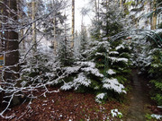 Продажа участка, Апрелевка, Наро-Фоминский район, ул. Волочаевская, 18500000 руб.