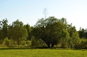 Электрогорск, югозападный район. Участок площадью 12 соток, ПМЖ, ИЖС, 250000 руб.