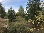 Продается земельный участок в окружении хвойного леса в д. Грибово, 1400000 руб.