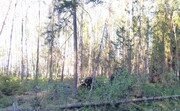 Просторный участок в окружение леса, 1100000 руб.