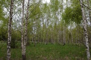 Продается земельный участок в окружении хвойного леса в д. Луговая, 440000 руб.