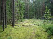 Лесной участок 15,37 сотки, ПМЖ, Новая Моква, 25 км. Калужское ш., 8566967 руб.