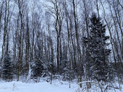 Лесной Участок, 25 соток, кп Финская Деревня, г. Чехов, свет оплачен, 3500000 руб.