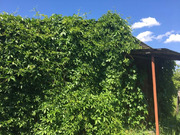 Продается дача, 900000 руб.