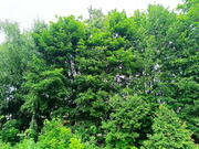 5,4 сотки в д. Чашниково, 3250000 руб.